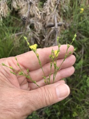 Linum intercursum