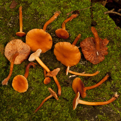 Laccaria laccata pallidifolia