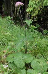 Adenostyles alliariae