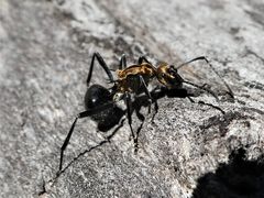 Polyrhachis semiaurata