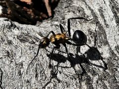 Polyrhachis semiaurata