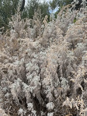Artemisia arborescens