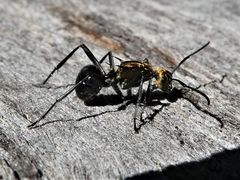 Polyrhachis semiaurata