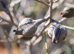 Hakea tephrosperma