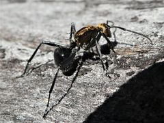 Polyrhachis semiaurata