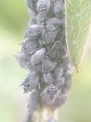 Aphis craccae