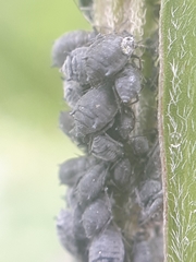 Aphis craccae