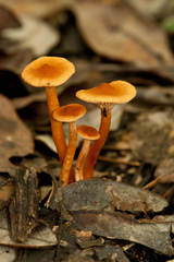 Laccaria laccata pallidifolia