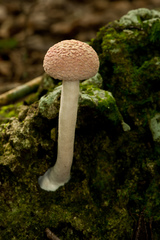 Boletellus ananas image