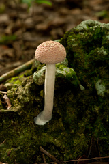 Boletellus ananas image