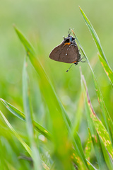 Electrostrymon angelia