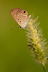 Hemiargus ceraunus