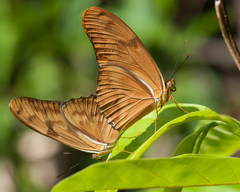 Dryas iulia