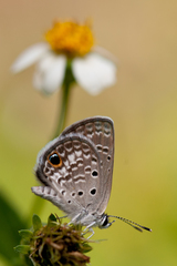 Hemiargus ceraunus