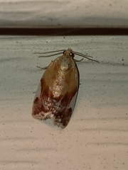 Clepsis persicana