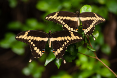 Heraclides cresphontes