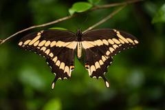 Heraclides cresphontes