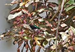 Cinnyris bifasciatus
