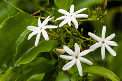 Jasminum dichotomum