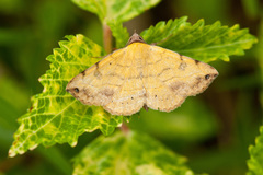 Hemeroplanis scopulepes