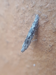 Batrachedra praeangusta