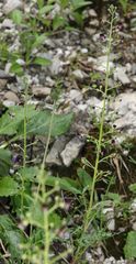 Scrophularia juratensis