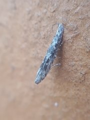 Batrachedra praeangusta