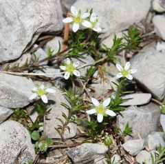 Moehringia ciliata