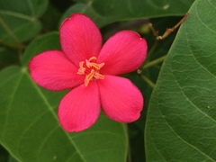 Jatropha integerrima