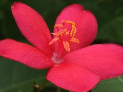 Jatropha integerrima