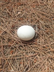 Testudo hermanni