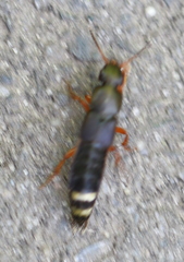 Platydracus fulvipes