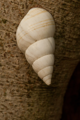 Liguus fasciatus image
