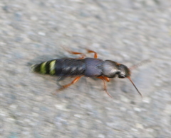 Platydracus fulvipes