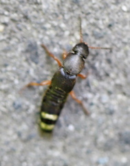Platydracus fulvipes