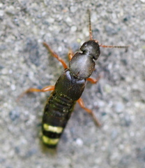 Platydracus fulvipes