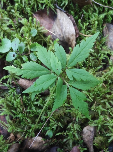 Anemonoides reflexa (Anemonoides reflexa)