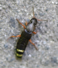 Platydracus fulvipes