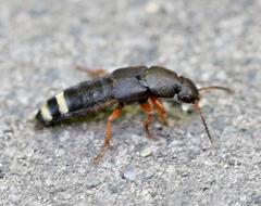Platydracus fulvipes