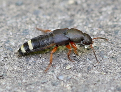 Platydracus fulvipes