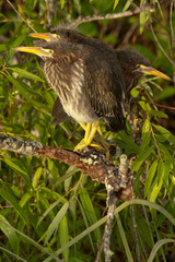 Butorides virescens image