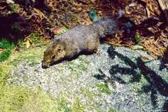 Sundasciurus everetti