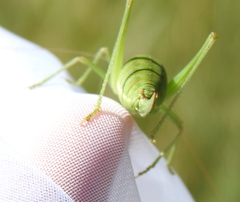 Poecilimon intermedius