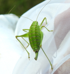 Poecilimon intermedius