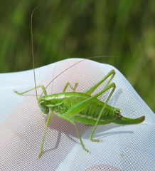 Poecilimon intermedius