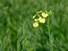 Raphanus raphanistrum