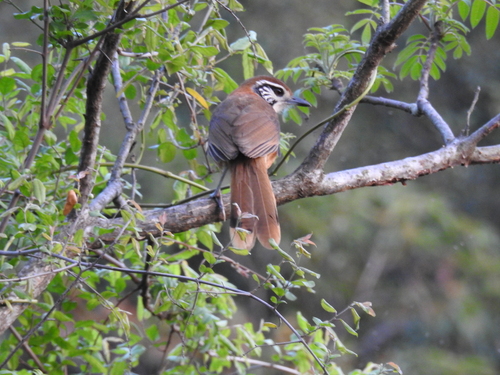 Pterorhinus pectoralis