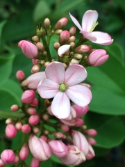 Jatropha integerrima