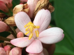 Jatropha integerrima