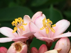 Jatropha integerrima